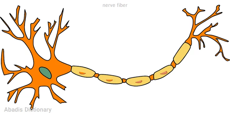 nerve fiber